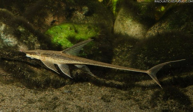 Sturisomatichthys panamensis