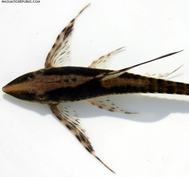 Sturisomatichthys reinae