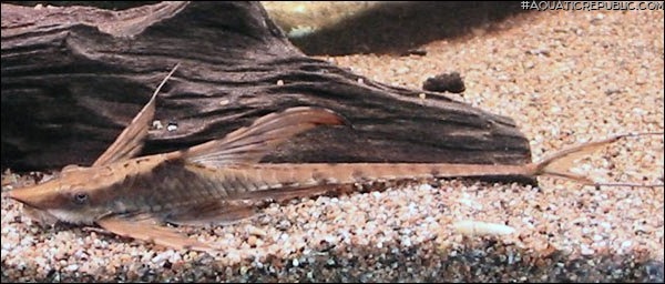 Sturisomatichthys reinae