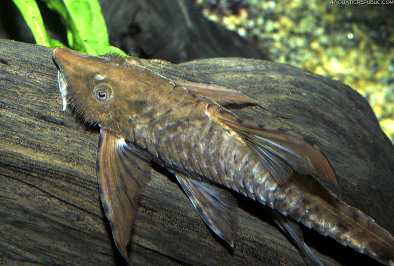 Sturisomatichthys reinae