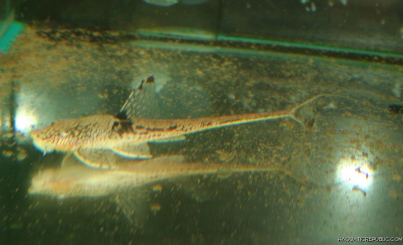 Sturisomatichthys sp. `COLOMBIA`