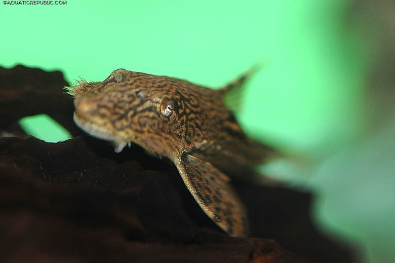 Sturisomatichthys sp. `COLOMBIA`