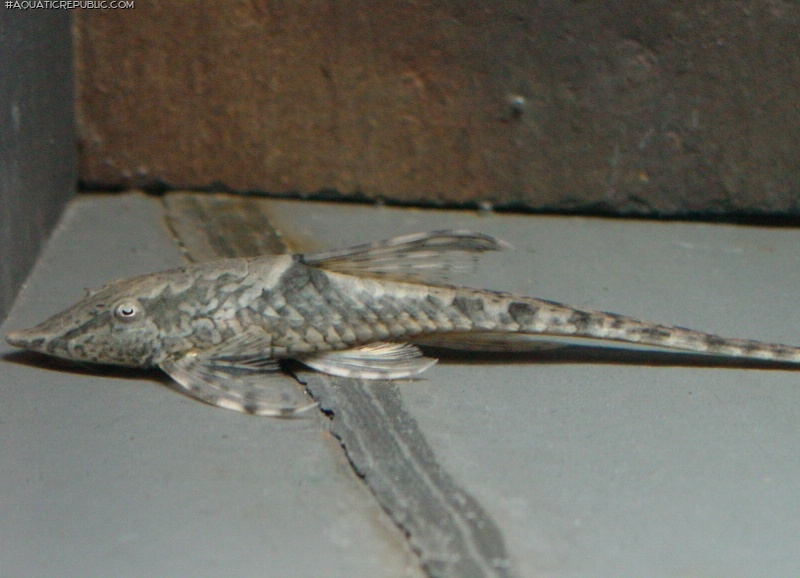 Sturisomatichthys sp. `RIO ATABAPO`