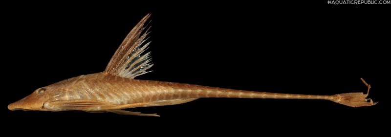 Sturisomatichthys tamanae