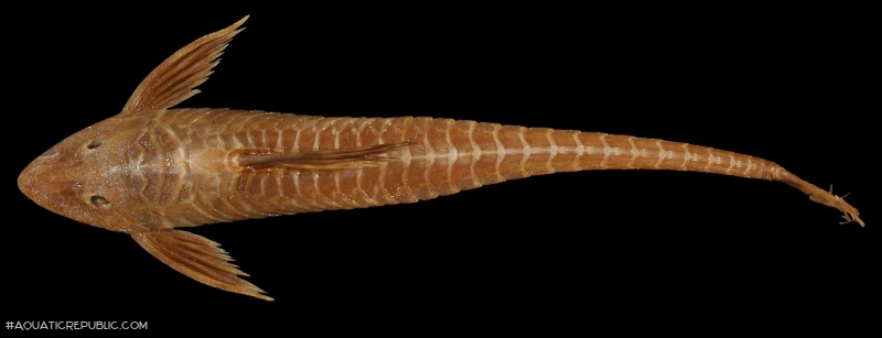 Sturisomatichthys tamanae