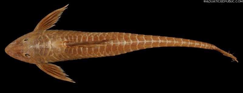 Sturisomatichthys tamanae