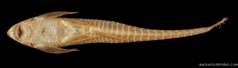 Sturisomatichthys tamanae