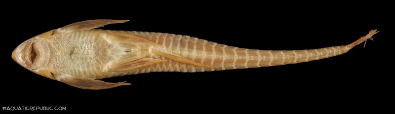 Sturisomatichthys tamanae