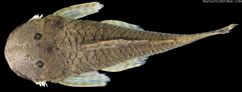 Transancistrus santarosensis