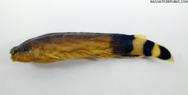 Malapterurus beninensis