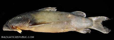 Atopochilus mandevillei