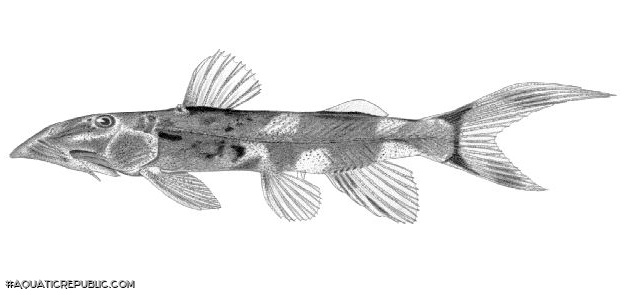 Chiloglanis batesii