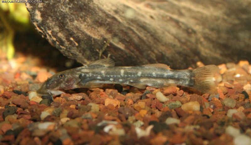 Chiloglanis pretoriae