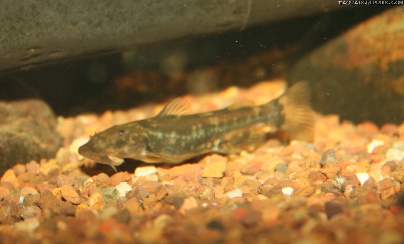 Chiloglanis pretoriae