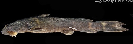 Euchilichthys guentheri