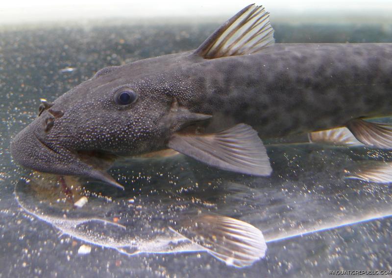 Euchilichthys guentheri