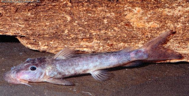 Euchilichthys royauxi