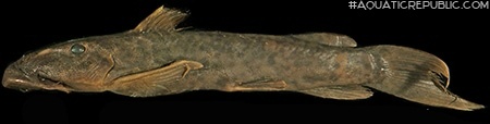 Euchilichthys royauxi