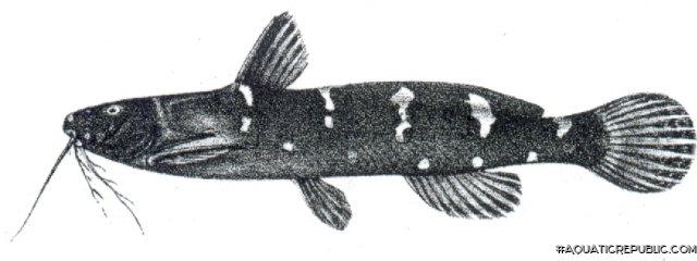 Microsynodontis batesii