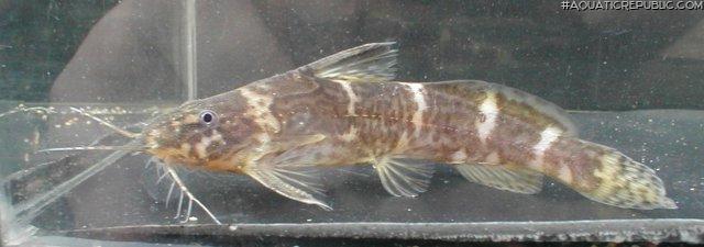 Microsynodontis batesii