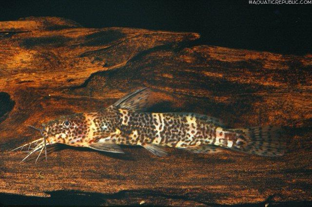 Microsynodontis batesii