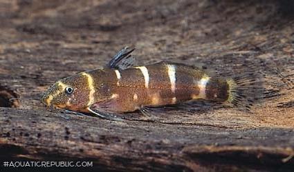 Microsynodontis christyi