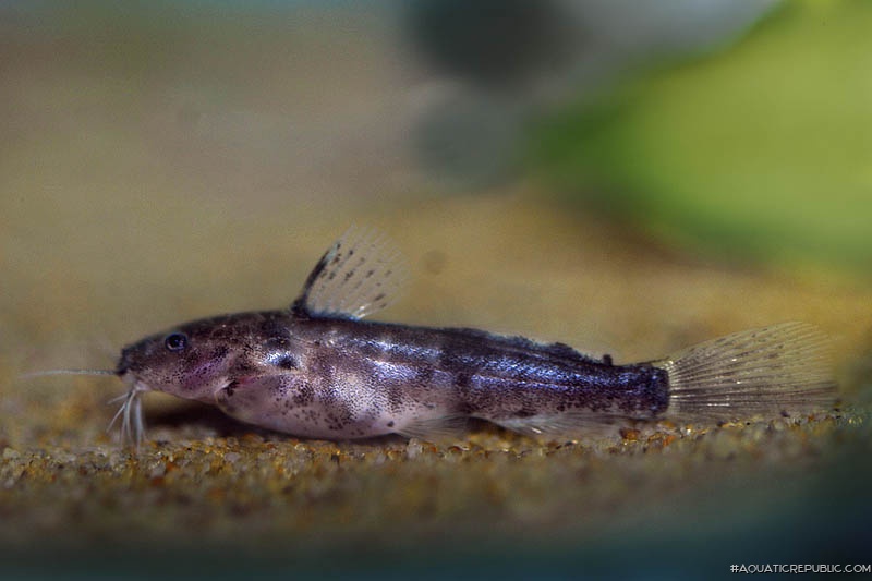 Microsynodontis polli