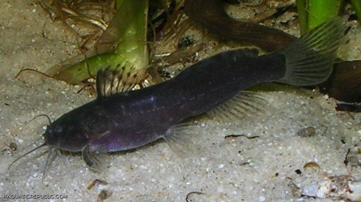 Microsynodontis polli