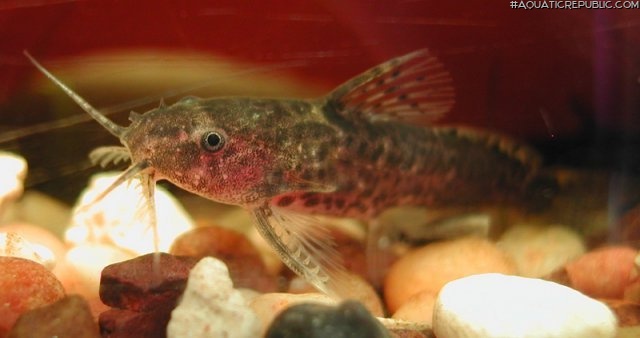 Microsynodontis polli