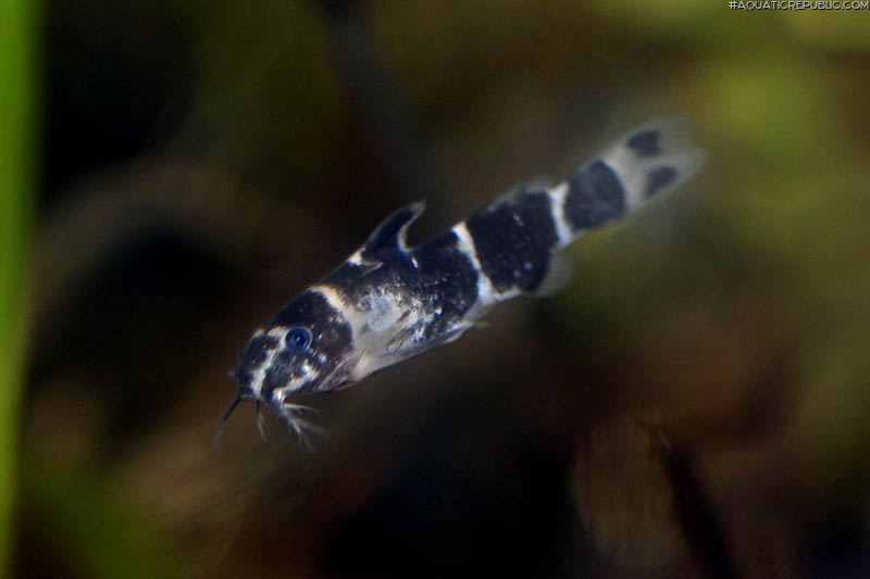 Microsynodontis sp. (1)