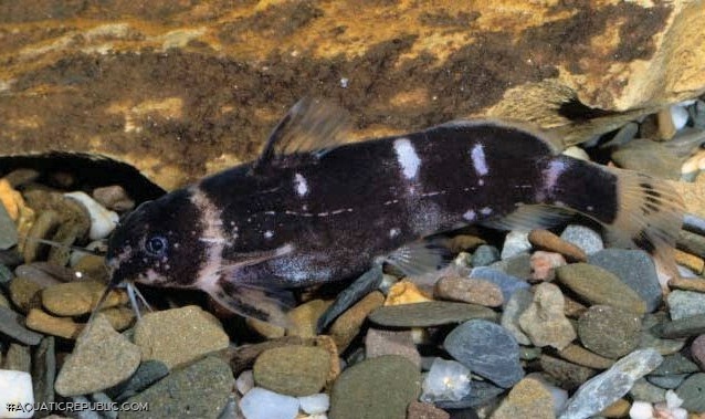 Microsynodontis sp. (1)