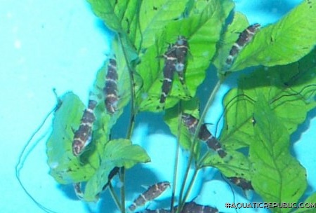 Microsynodontis sp. (1)