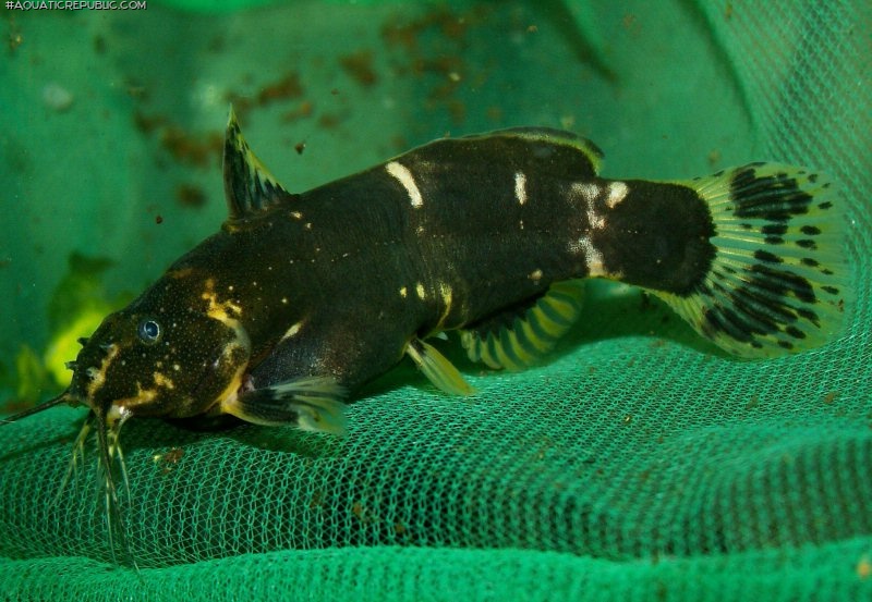 Microsynodontis sp. (1)