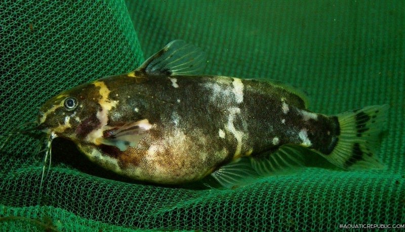 Microsynodontis sp. (1)