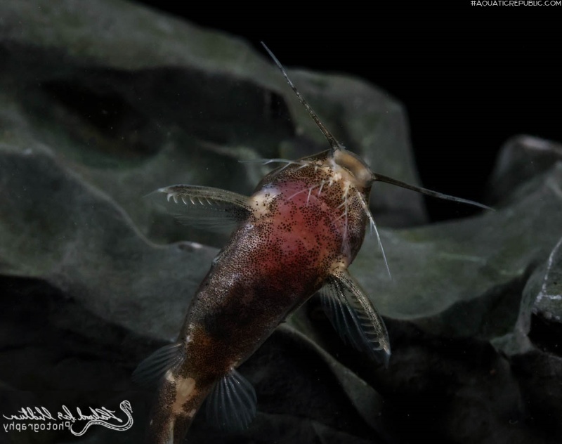 Microsynodontis sp. (1)