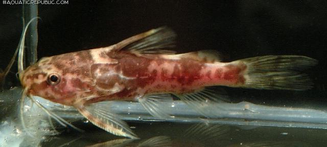 Mochokiella paynei