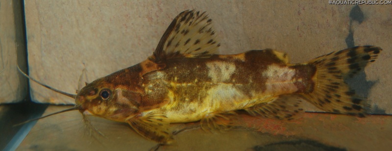 Mochokiella paynei