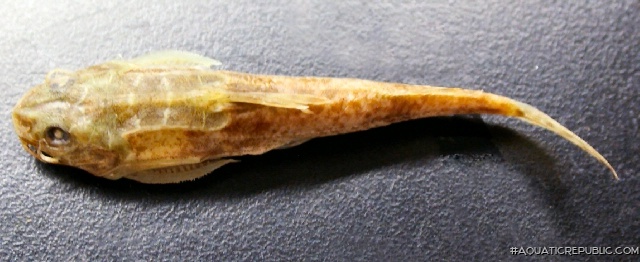 Mochokus niloticus