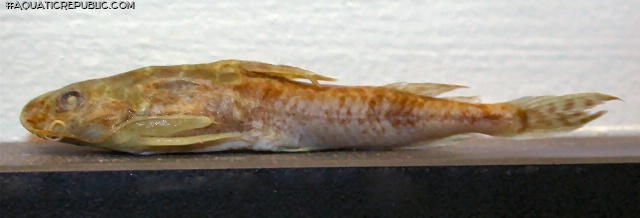 Mochokus niloticus