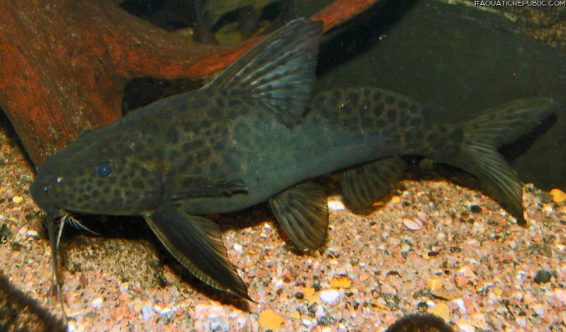 Synodontis acanthomias