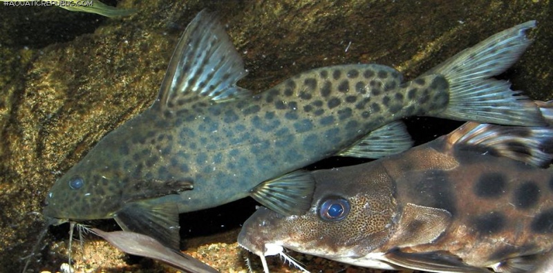 Synodontis acanthomias