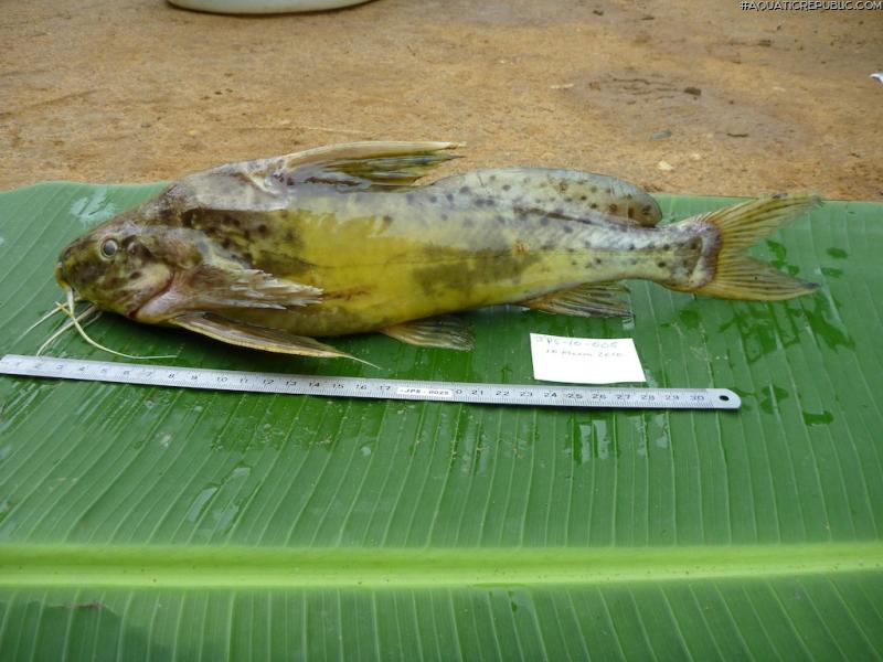 Synodontis acanthomias