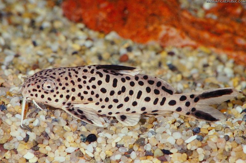 Synodontis aff. multipunctatus