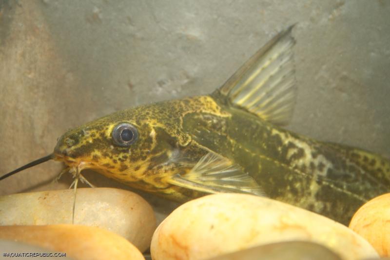 Synodontis afrofischeri