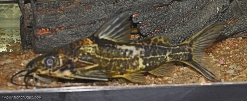 Synodontis afrofischeri