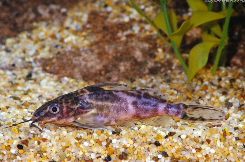 Synodontis afrofischeri