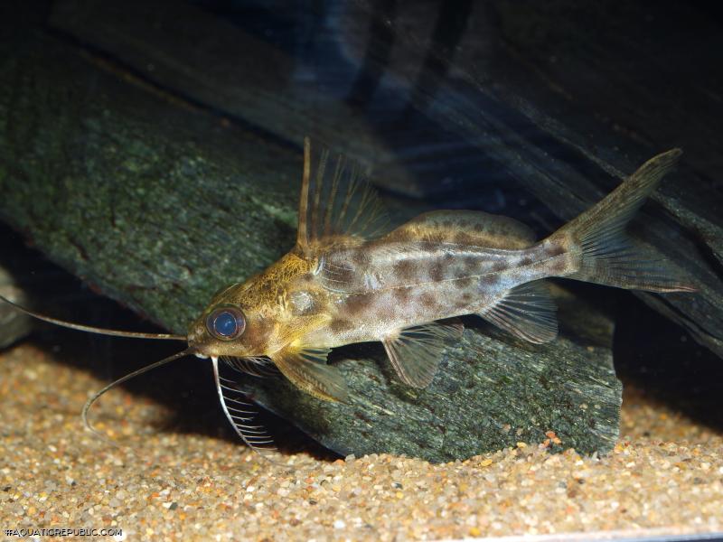 Synodontis alberti