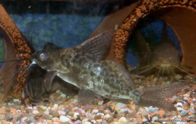 Synodontis alberti