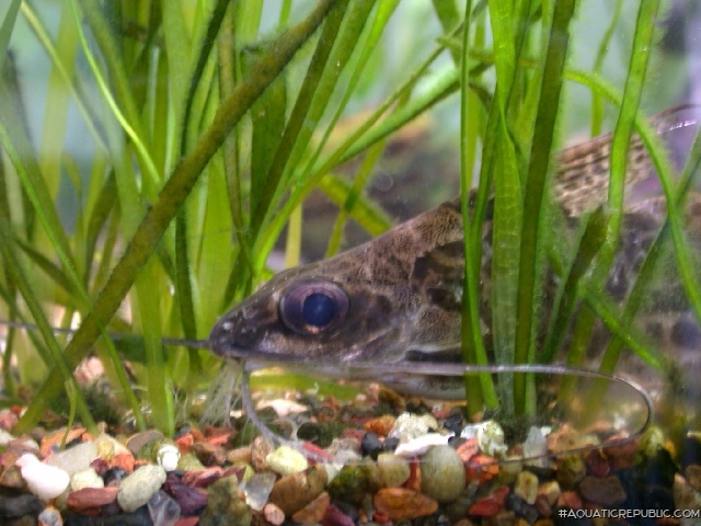 Synodontis alberti