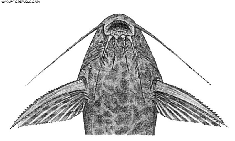 Synodontis albolineatus